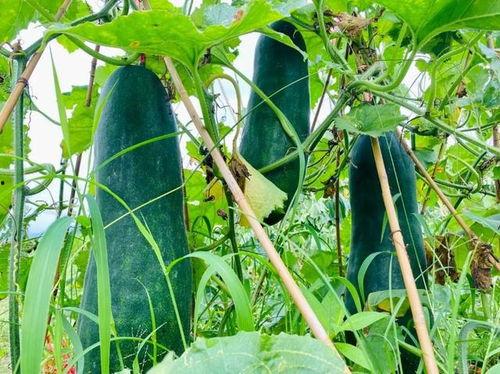 吃的最劲爆的瓜,那些你不知道的内幕故事