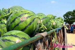 建德糯米吃瓜基地,田园风光中的甜蜜邂逅