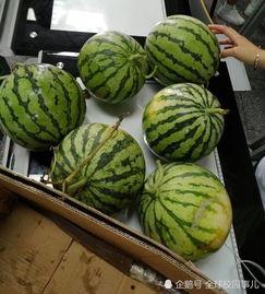 学校 吃瓜,揭秘校园“吃瓜”背后的故事