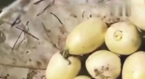 吃瓜只吃自家的瓜,品味独特瓜香