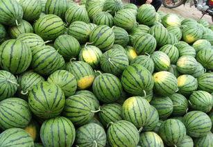 吃瓜有潜力吗,揭秘网络时代下的潜力与影响力