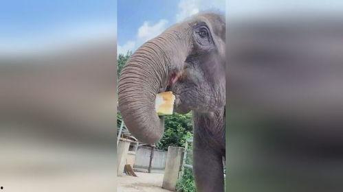 大象吃大瓜,大自然的和谐共生