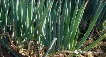 吃瓜大葱,揭秘娱乐圈的“绿色”秘密