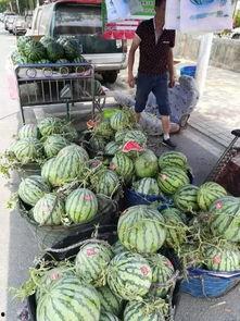 浙江公园吃瓜事件,一场意外引发的公共讨论风暴