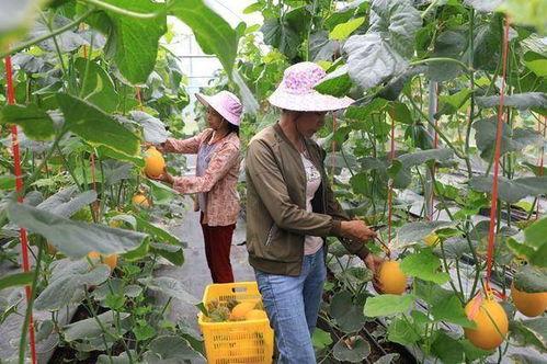 网红景区吃瓜,瓜田乐翻天，游客体验新潮流