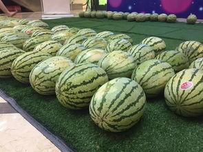 独立吃瓜尊享版,揭秘娱乐圈幕后真相，带你领略不一样的娱乐世界