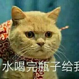 起点作家吃瓜,揭秘网络文学背后的故事