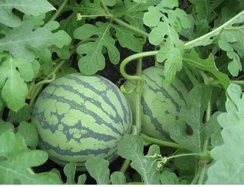 吃瓜摘心,揭秘娱乐圈背后的真实故事