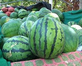 会吃的瓜有什么瓜,揭秘各种瓜果的美食奥秘