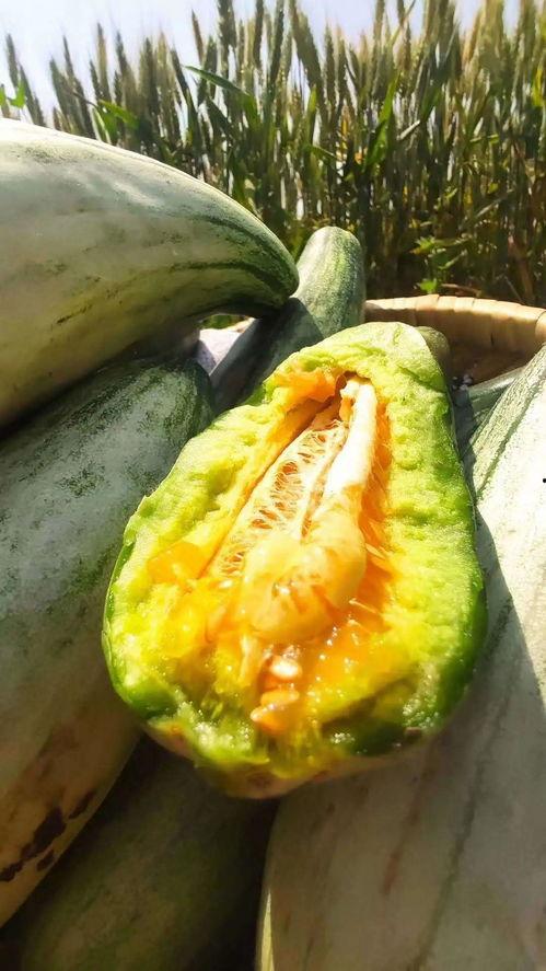 安静吃大瓜,品味生活百态