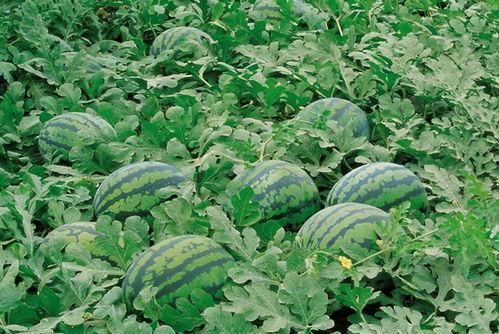 韩城吃瓜图片欣赏,一场视觉与味蕾的盛宴