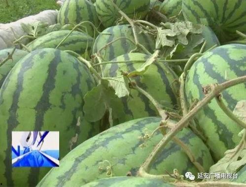 求助吃瓜后续文,揭秘事件真相，揭开神秘面纱