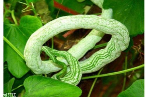 蛇瓜里面可以吃,揭秘其可食用部分的独特魅力
