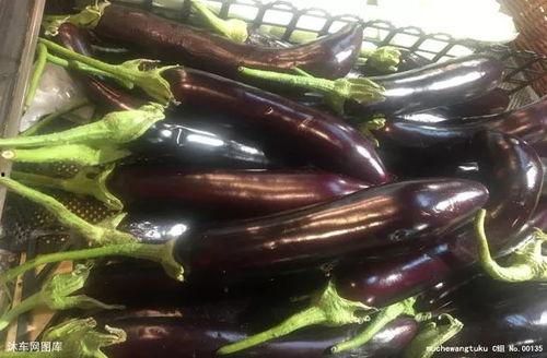 茄子当瓜吃,当瓜吃的茄子美食探索