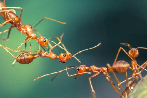 蚂蚁吃瓜手工制作,手工制作创意无限