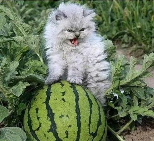 吃瓜猫吃西瓜可爱头像,吃瓜猫吃西瓜可爱头像萌动人心