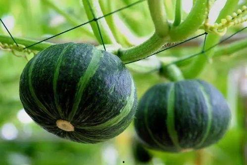 最近河津吃瓜,揭秘背后真相与网络热议背后的故事