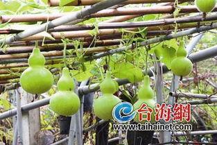 晚上吃葫芦瓜,健康美味两不误