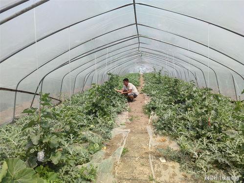 唱歌棚吃瓜,揭秘唱歌棚里的欢乐时光