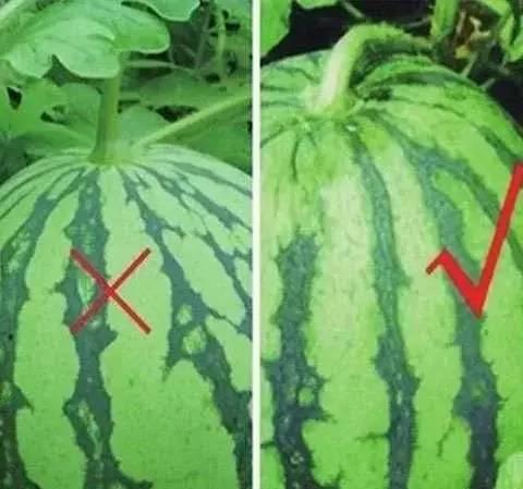 吃瓜花瓣,探寻吃瓜花瓣的神秘魅力