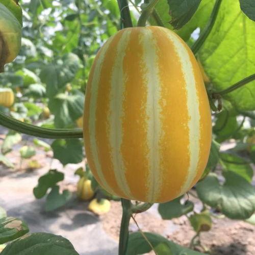 吃瓜的地方在哪,品味人间百态