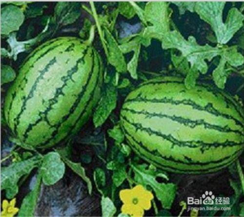 秋季吃瓜的禁忌,揭秘秋季吃瓜的注意事项