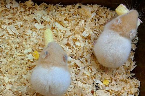 仓鼠吃茭瓜嘛,茭瓜，是美味还是禁忌？