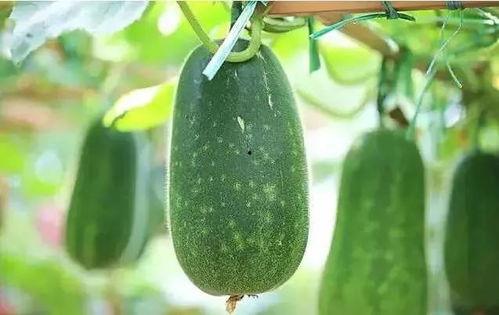 什么时候吃瓜消食