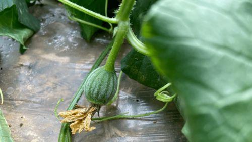 哪些瓜吃的没味道,哪些瓜吃来却无味之谜