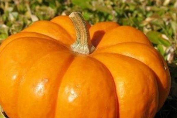 南瓜吃瓜事不大,揭秘日常生活中的小确幸