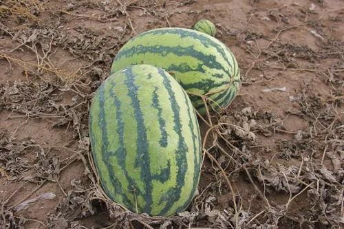 高阜镇吃瓜,瓜果飘香，品味夏日田园风情