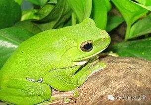 温柔蛙蛙吃瓜团,吃瓜团趣味横生