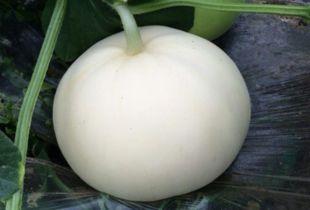 梨瓜能炒菜吃吗,既能解渴又可炒菜，美味多用途的夏日佳果