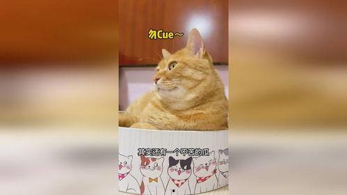 猫吃瓜趣事,猫咪版“瓜田李下”