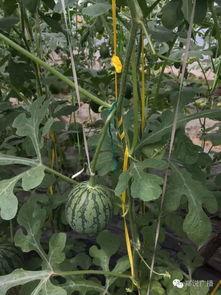 郑州吃瓜挺多,吃瓜群众的热议焦点