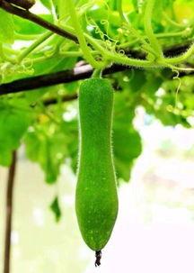 吃瓜视频奇异现象,网络世界的奇观解析