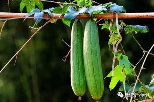 秋后吃三瓜虫草,三瓜虫草滋补养生之道