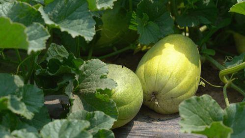 石门街吃瓜,夏日吃瓜盛宴，品味街头美食风情